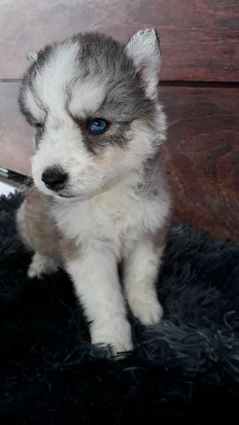 Filhote de Husky, pais legítimos... - Foto 6