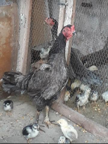 Ovos galados de indio chu_shamo *) - Foto 6