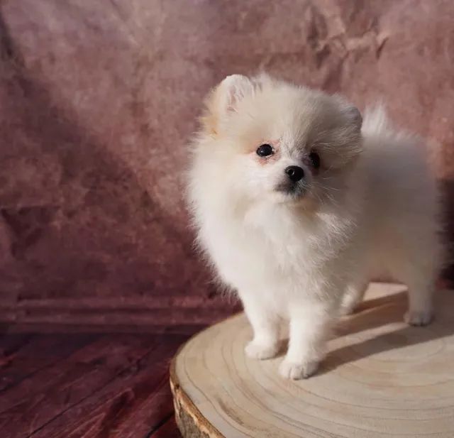 Lulu da Pomerânia Preto e Branco - Pet Shop Flor do Tijuco