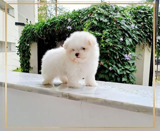 Maltês Filhotes MICRO Pedigree CBKC!!!!! - Foto 4