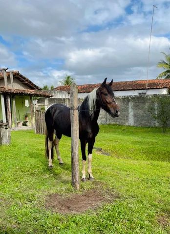 Cavalo alazão tostado de marcha picada - Cavalos e acessórios