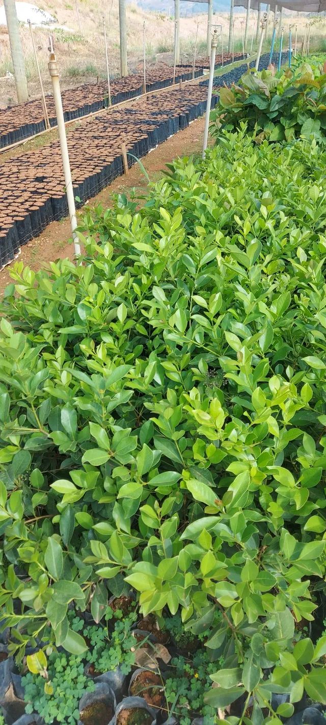 Mudas nativas do cerrado - Foto 2