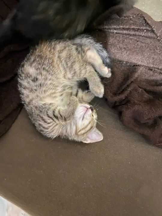 Doa se gatos  - Foto 4