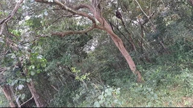 VÊNDO CHÁCARA  - Foto 3