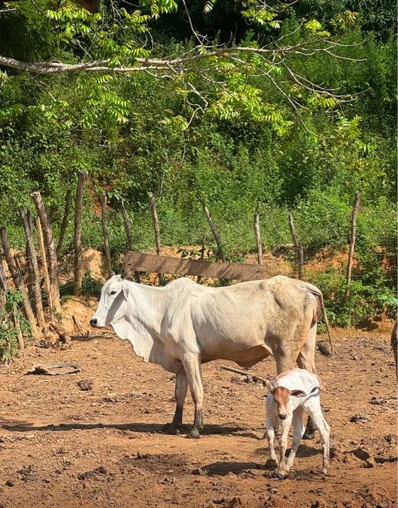 Lote de novilhas Nelore(20 cabeças) - Foto 2
