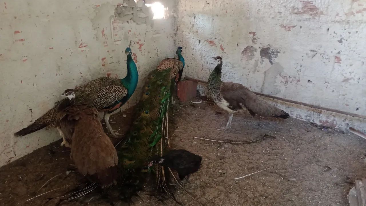 Galinhas gansos marrecos peru