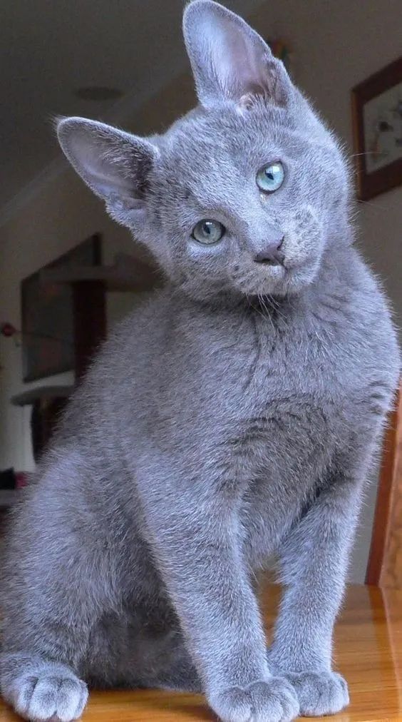 Russian Blue filhotes na cor blue