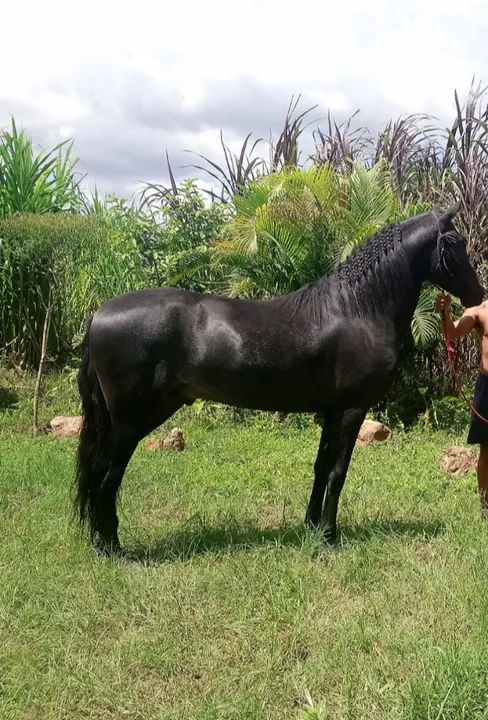 Vendo Cavalo Inteiro / Garanhão 