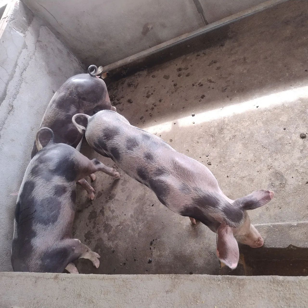 Filhotes de Pietran F1 - Foto 6