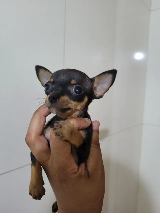 English toy best sale terrier olx