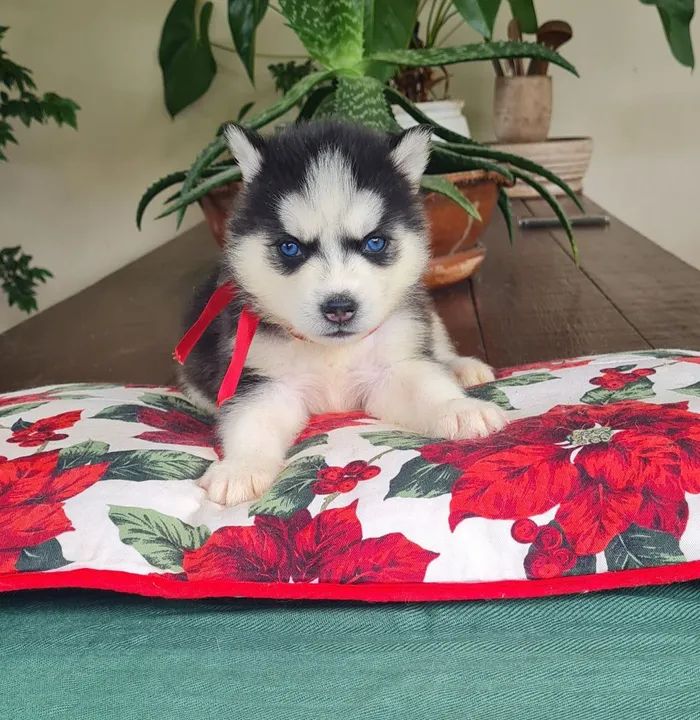 Husky Siberiano!! Faça sua reserva de Natal - Foto 5