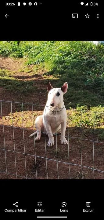 Filhotes de Bull Terrier Inglês - Foto 3