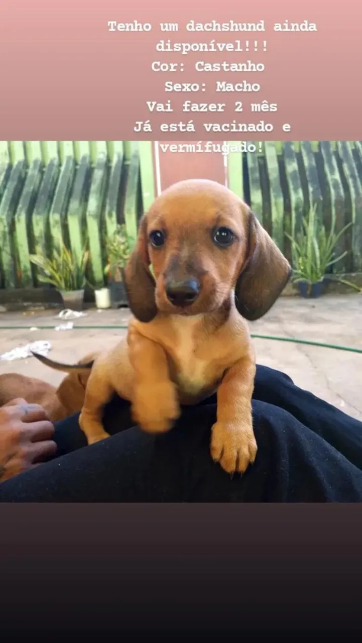 Dachshund filhote macho disponível!