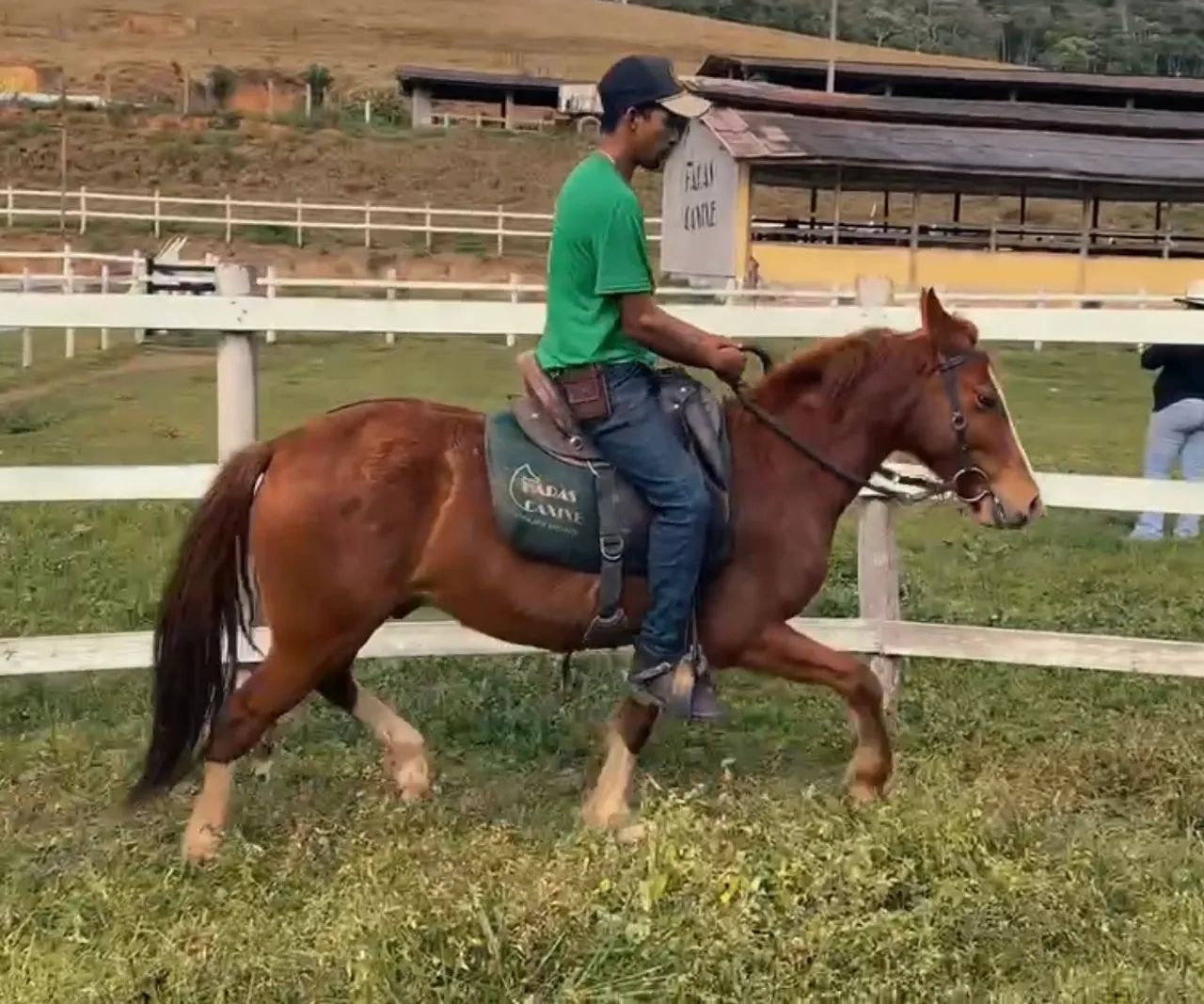 Cavalo Mangalarga Marchador marcha batida 