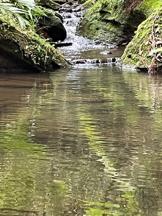 Sítio próximo a Gramado Lugar Refrescante e tranquilo! - Foto 5