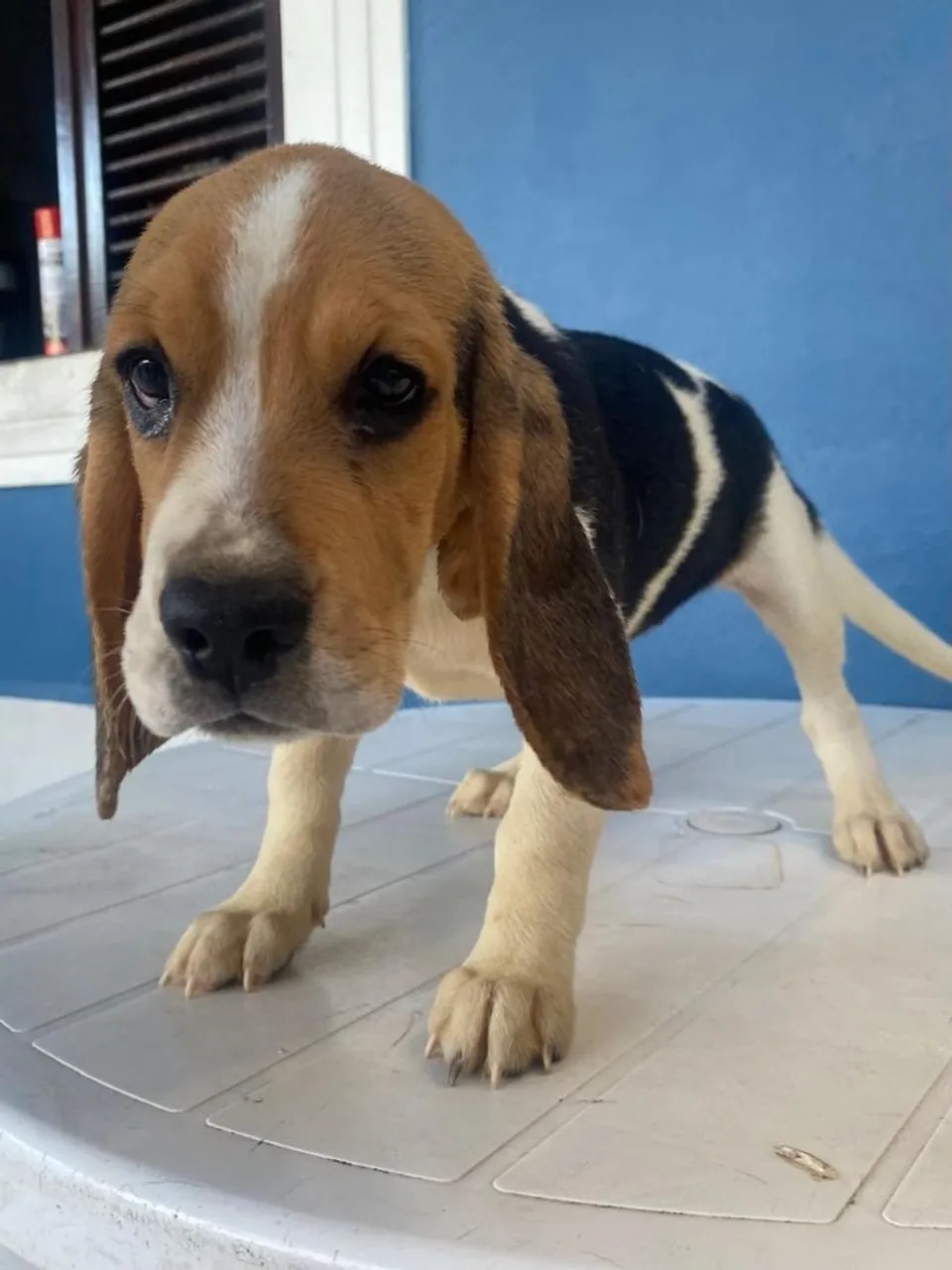 Beagle fêmea