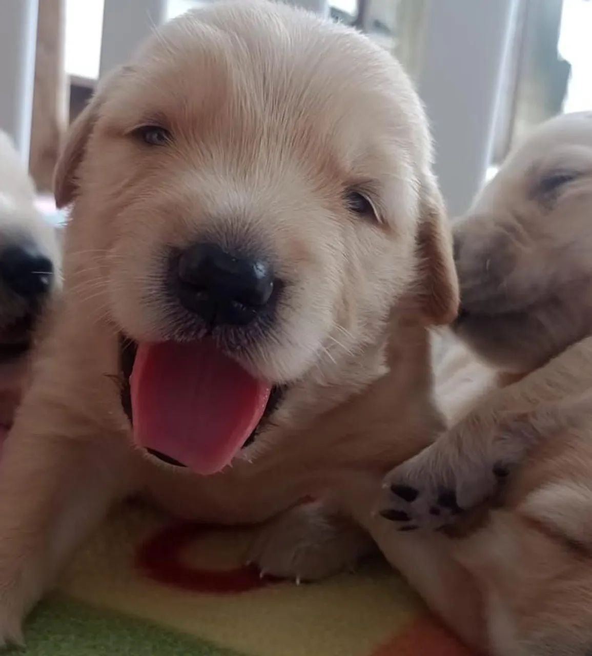 Filhotes Golden Retriever