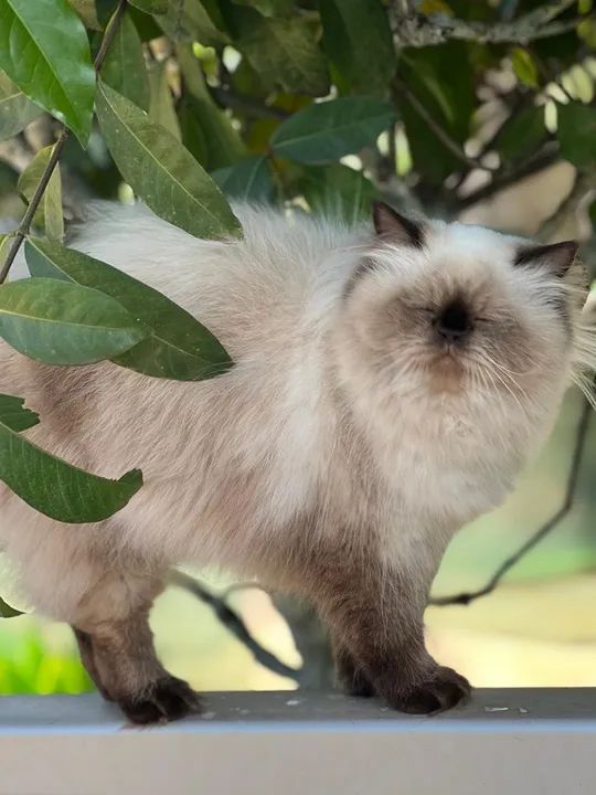 Casal Gato persa  - Foto 3