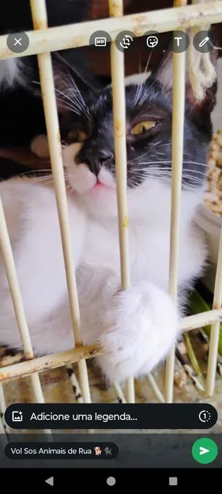  ZAYON Gatinho branco e preto para adoção