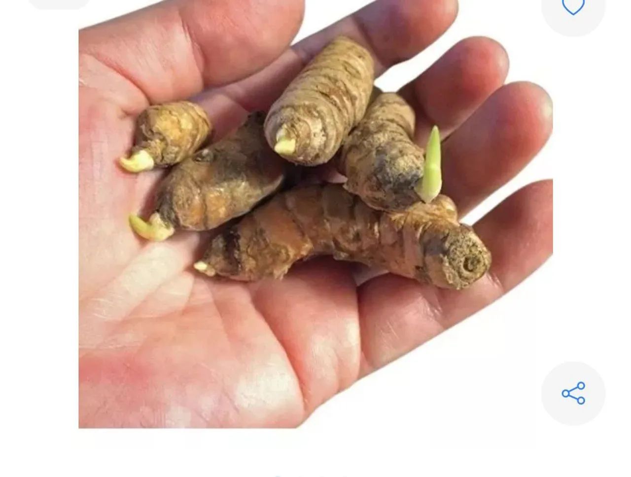 Bubos açafrão da terra  - Foto 3