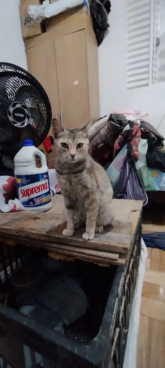 Doa-se gata - Foto 4