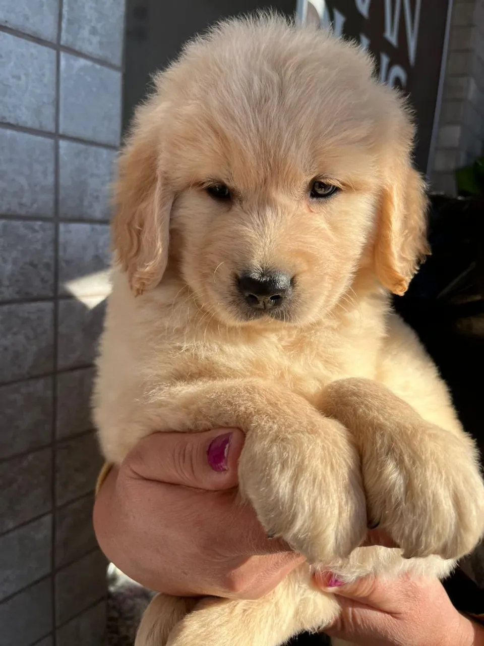 Filhote Golden Retriever -