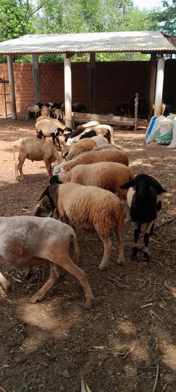 VENDE-SE Carneiros - vivo ou abatido - Foto 4