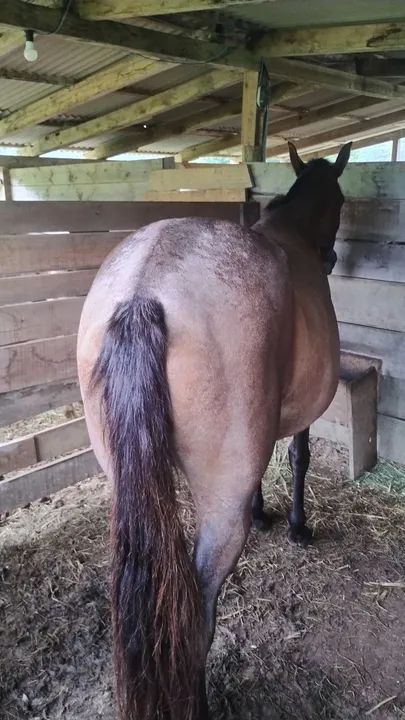 Égua mangalarga marchador - Foto 2