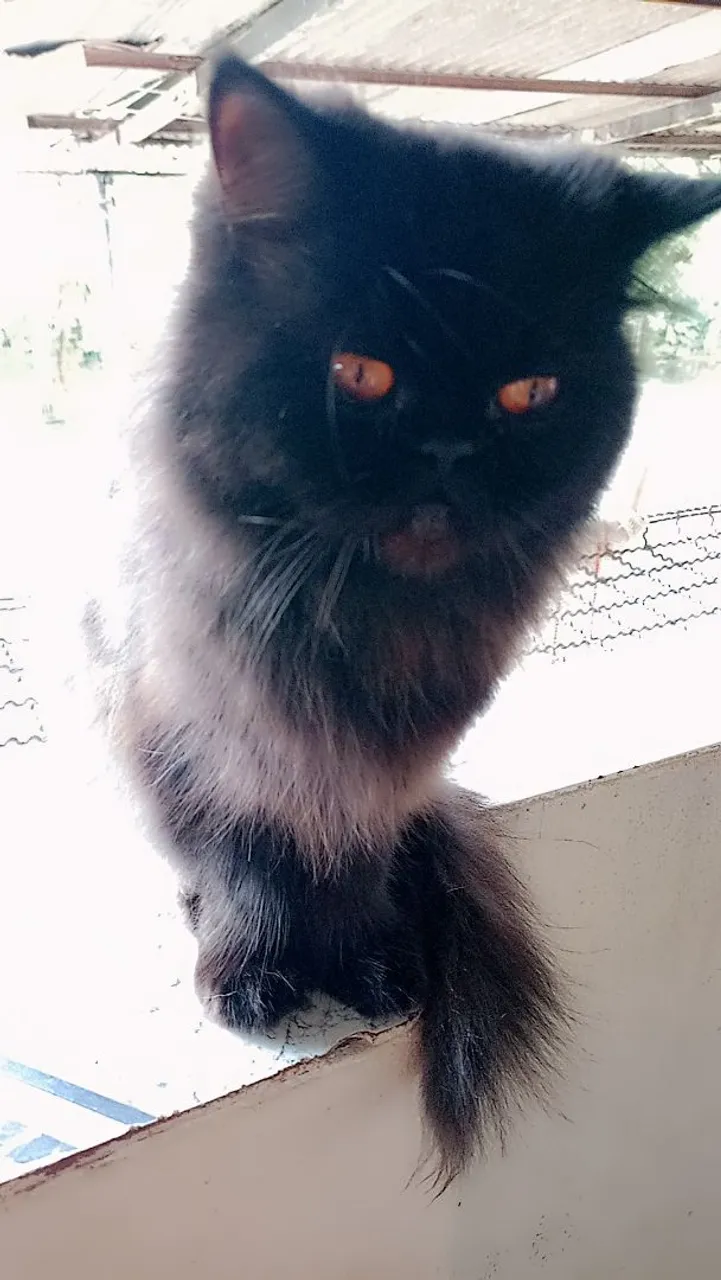 Gato persa Show olhos laranja