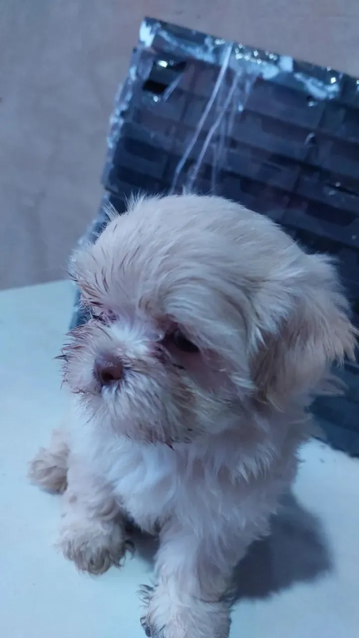 Shih Tzu MACHO