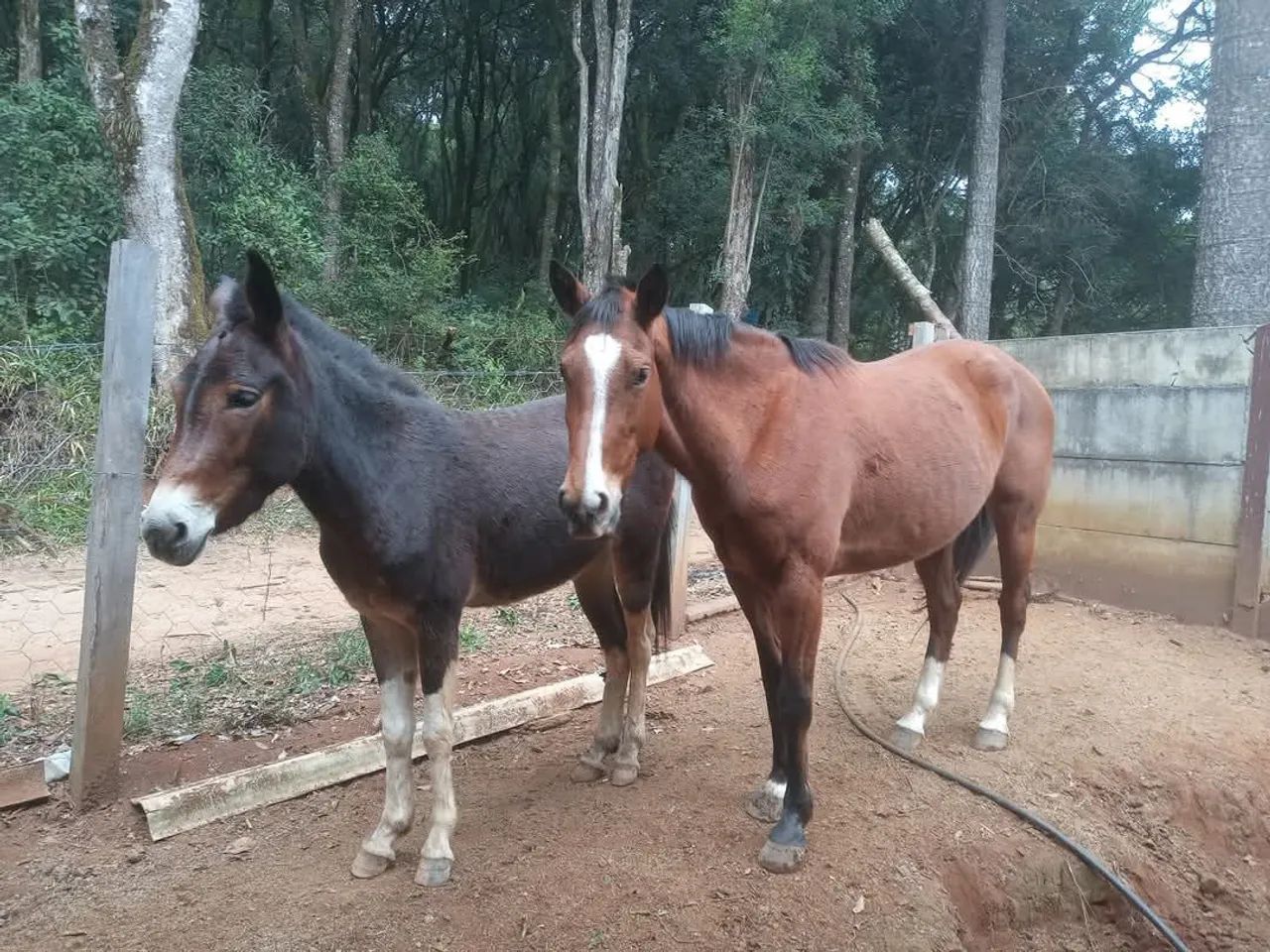 Vendo (pirai do sul)uma egua quarto de milha e uma mula 