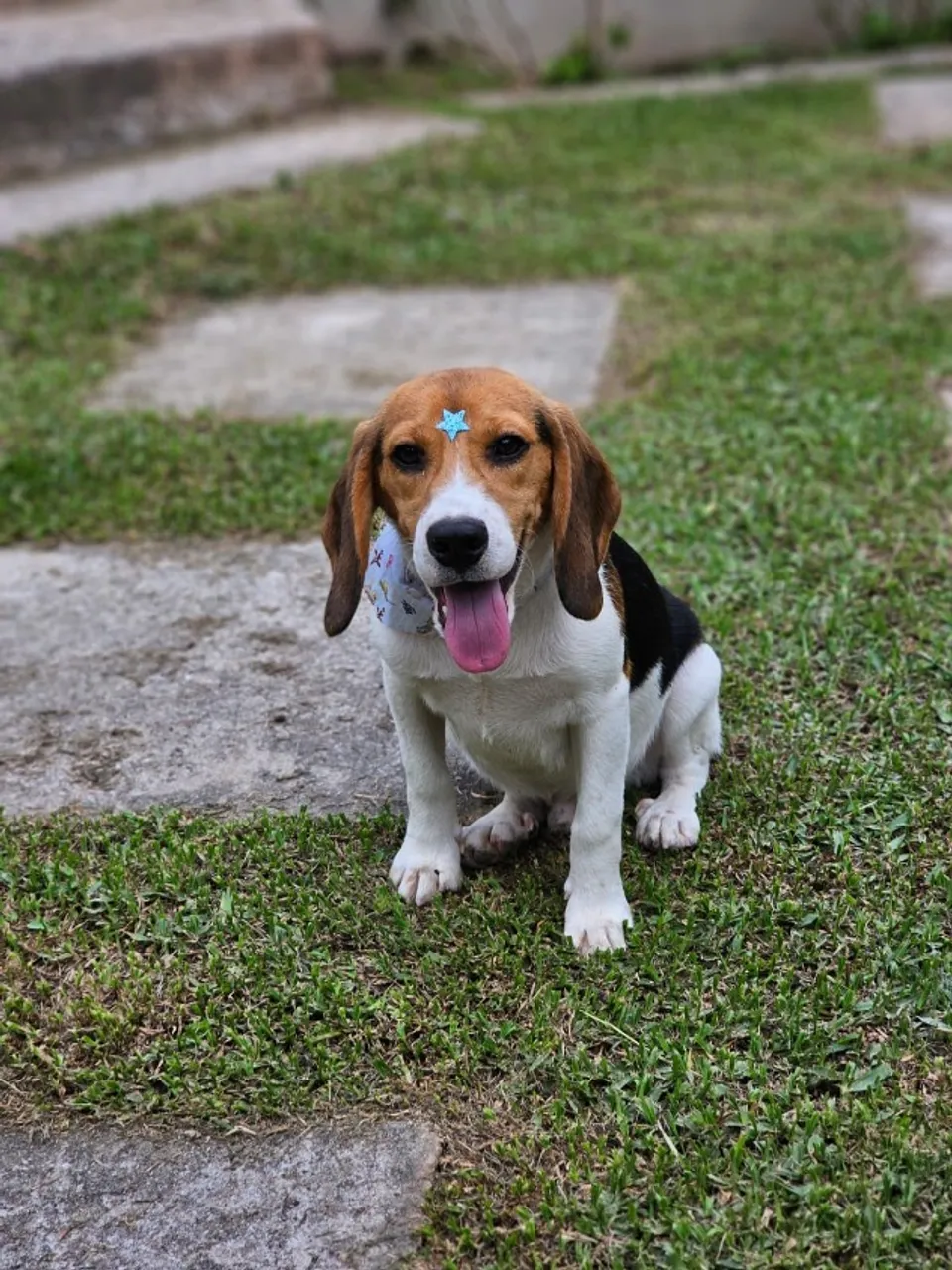 Beagle 13 Polegadas | Envio para Goiânia dia 06/06