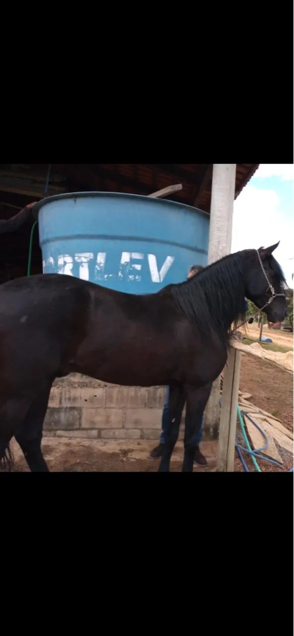 Garanhão Mangalarga marchador  - Foto 2