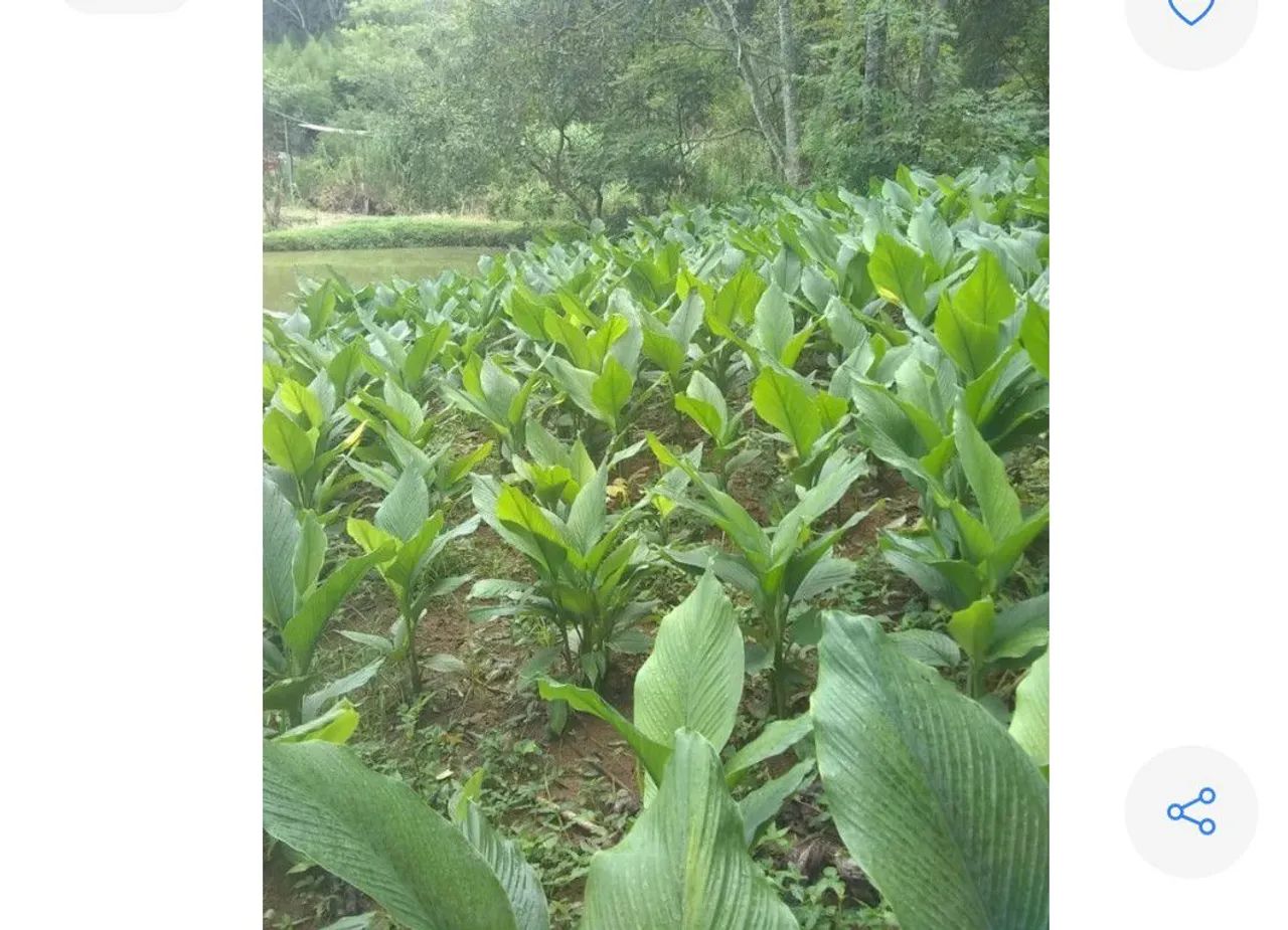 Bubos açafrão da terra  - Foto 6