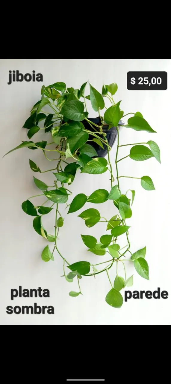 Planta Jiboia para Parede