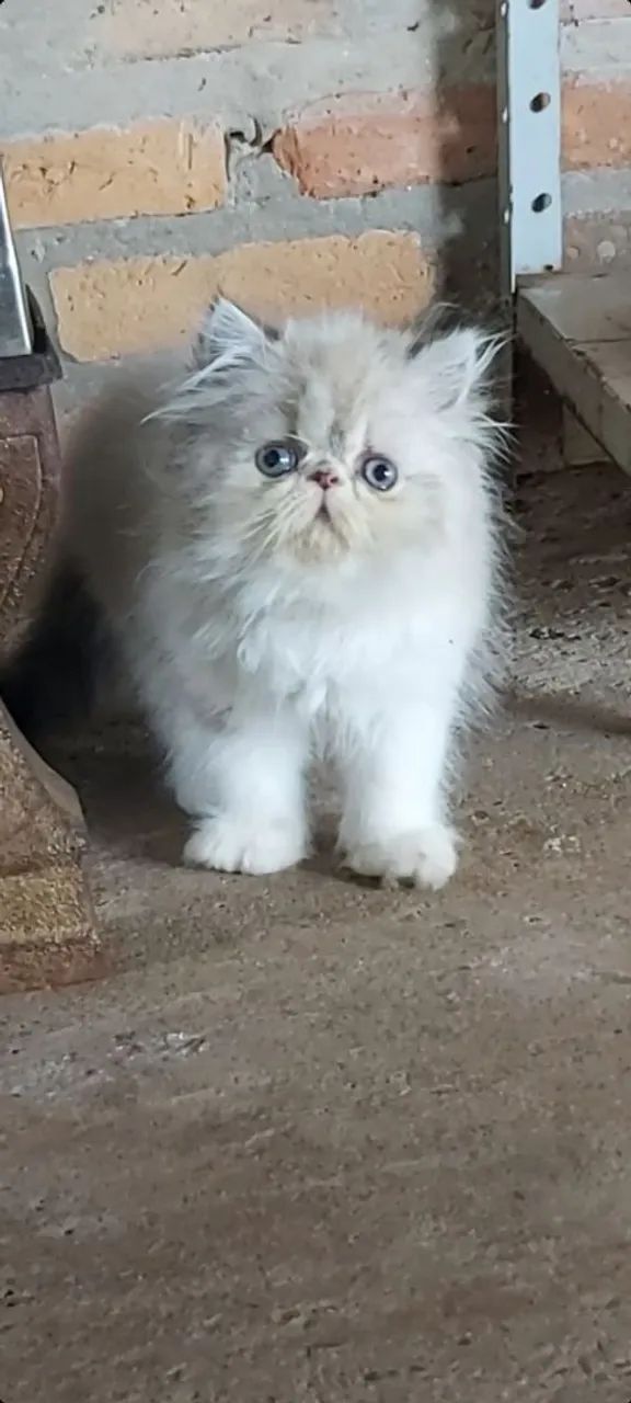 Lindos filhotes de Gato Persa  - Foto 2