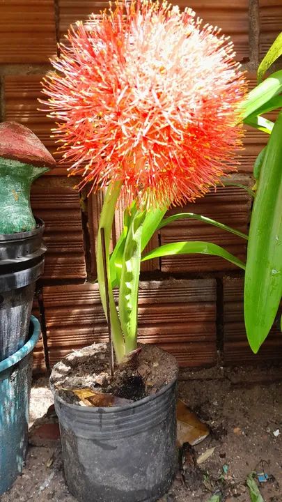 Linda Planta Bola de natal - Foto 5