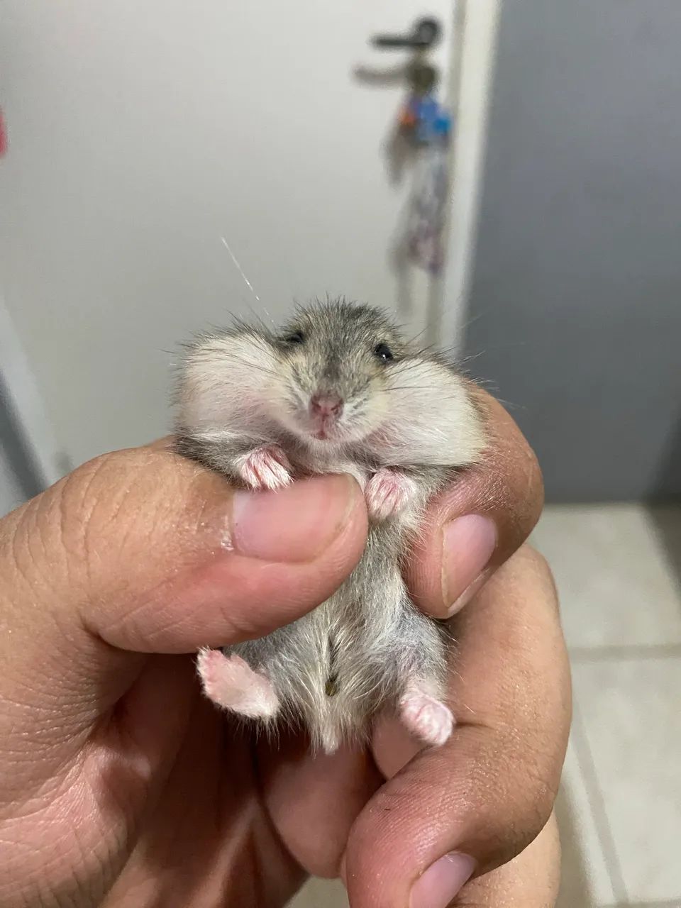 hamster anão russo filhote
