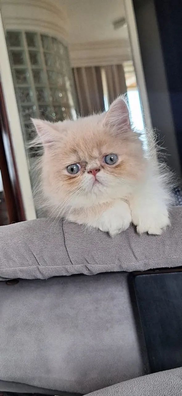 Gatinha persa - Foto 2