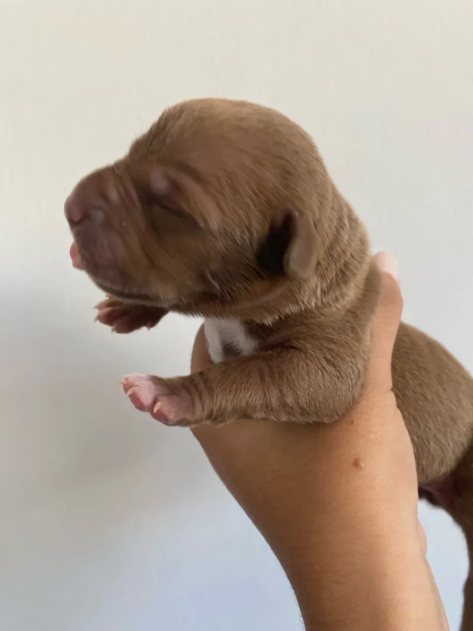 Filhotes Pitbull disponíveis para venda  - Foto 4