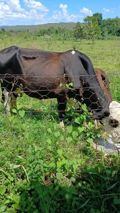 Duas vacas, uma vaca leitera e um monjada  - Foto 5