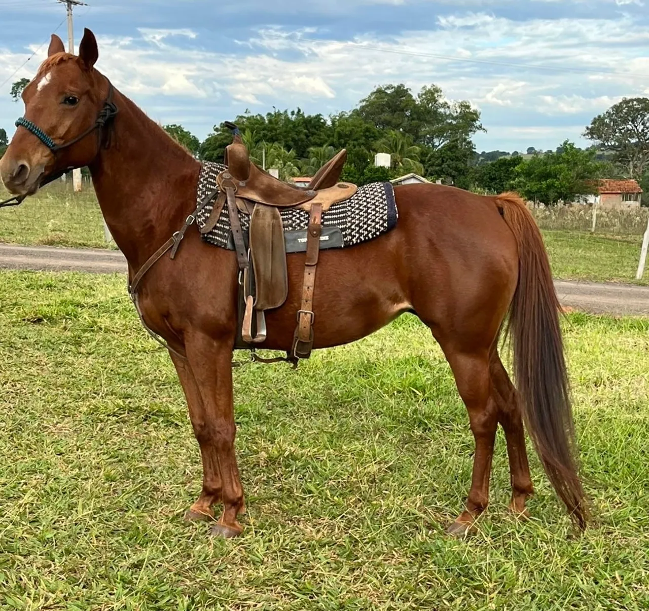Égua de três tambores a venda