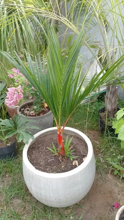 Palmeira laca ou Vermelha