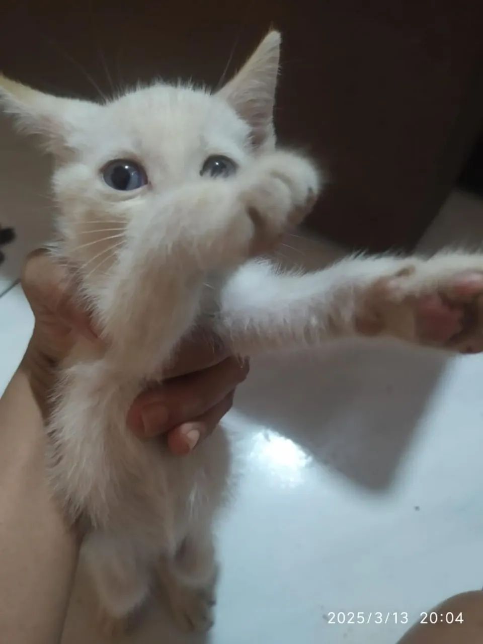 Gatinhos machos para adoção  - Foto 2