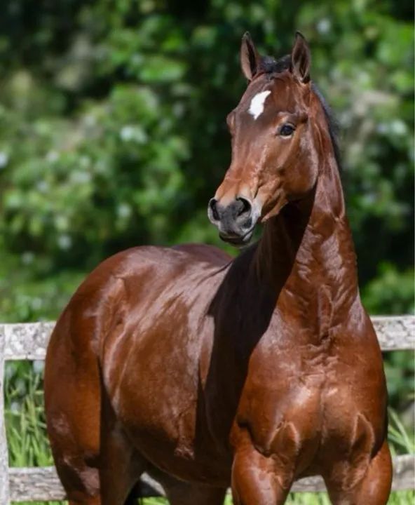 Potro Quarto de Milha - Puro Sangue