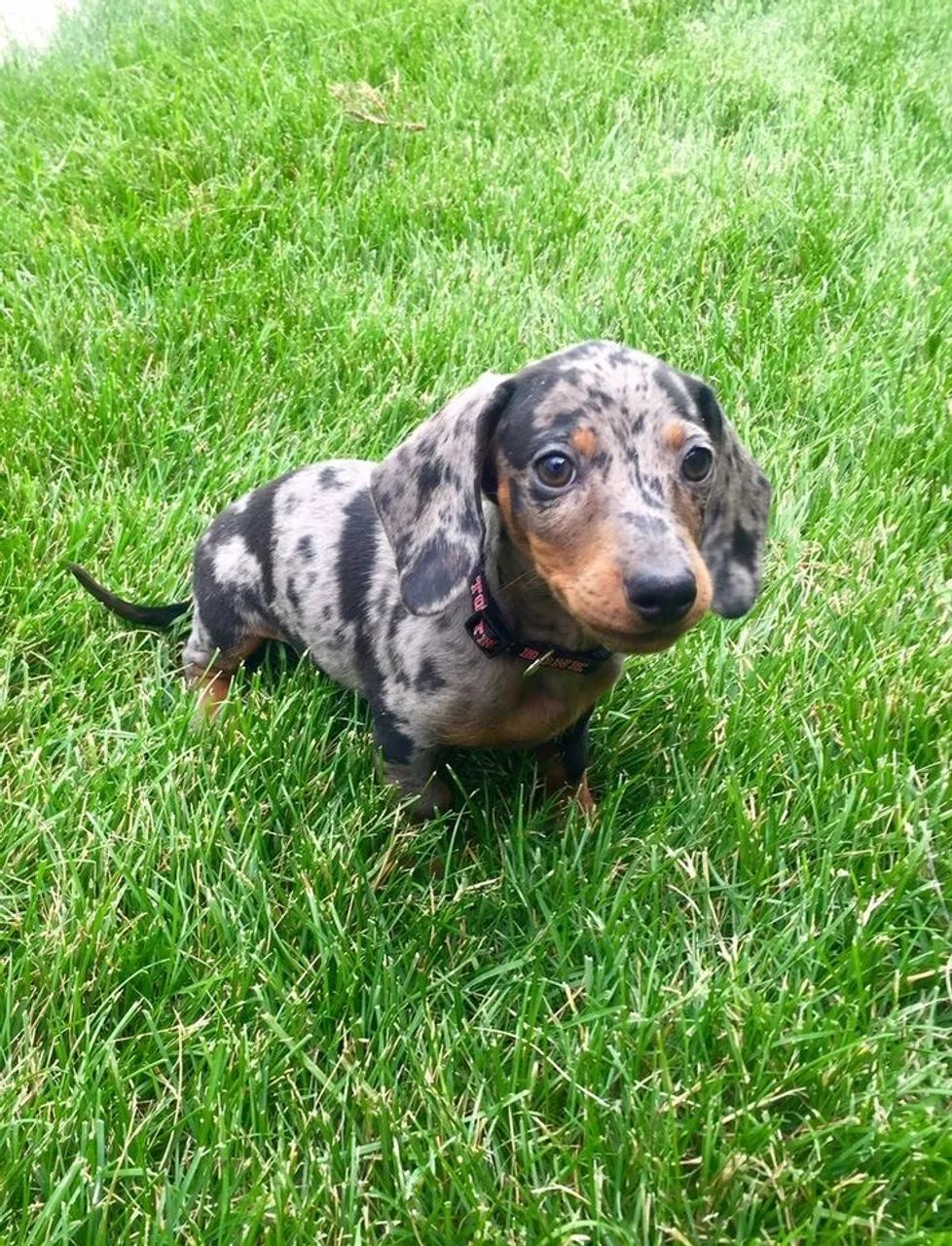 Filhote de Dachshund Arlequim - Uma Fofura - Foto 3