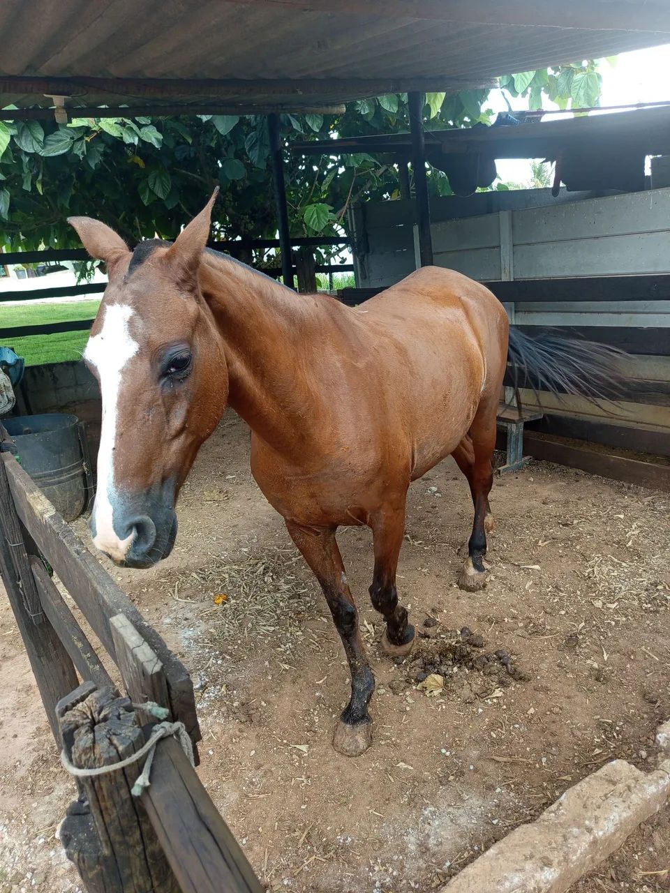 Vendo égua de marcha picada. - Foto 3