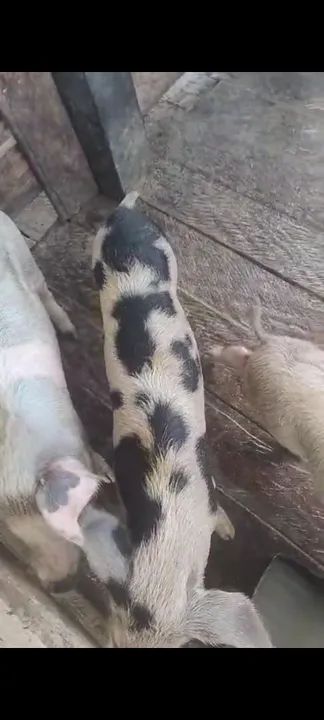 Leitões vivos ou abatidos. - Foto 4