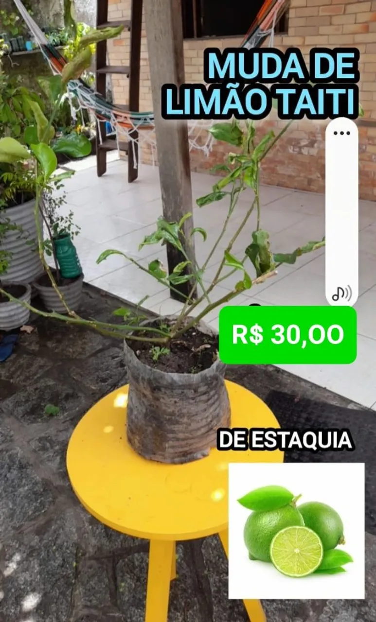 Muda de Limão Tahiti - R$ 30,00