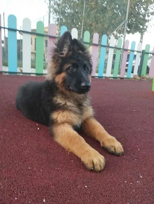 Pastor Alemão Lealdade e Personalidade Únicas! - Foto 2